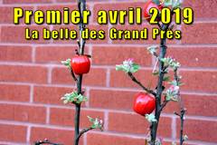Premier avril 2019 - La belle des Grands Prés